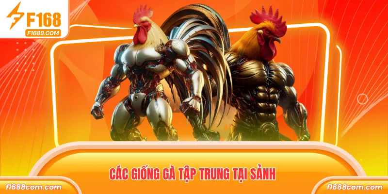 Các giống gà tập trung tại sảnh
