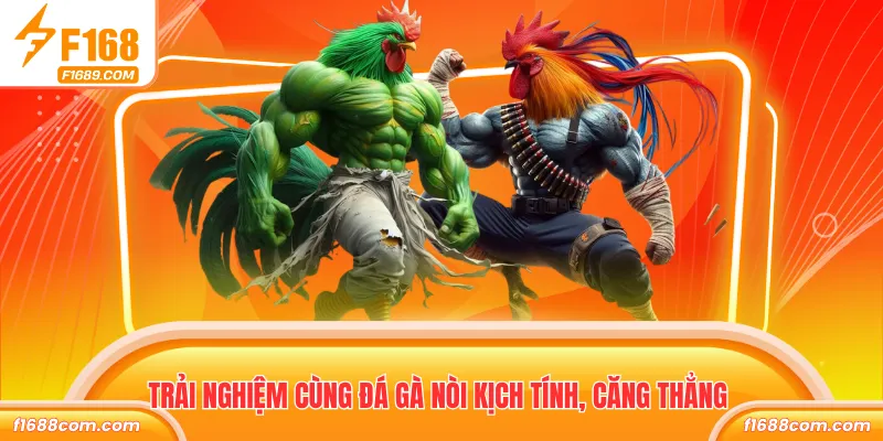 Trải nghiệm cùng đá gà nòi kịch tính, căng thẳng